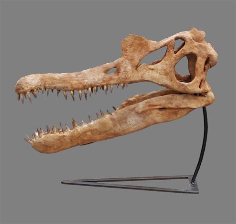 Spinosaurus Skull - Is It Real? How to Recognize Fossil Fabrications - The Fossil Forum