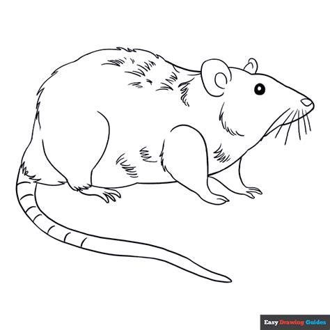 Rat Coloring Page | Easy Drawing Guides