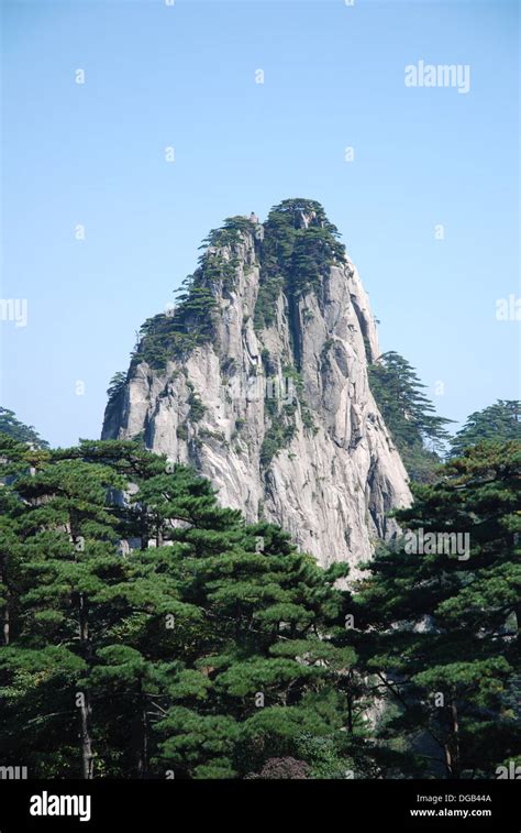 Huangshan pine trees, Huangshan Mount Huang, Anhui province, China ...