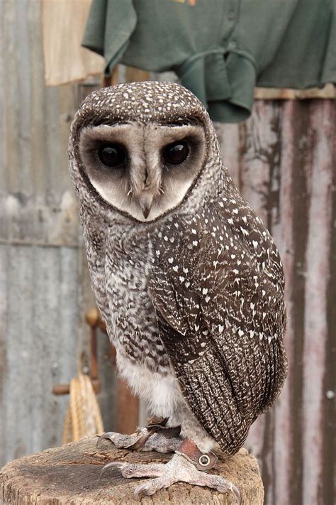 Greater sooty owl - Wikipedia | Owl, Barn owl, Owl photos