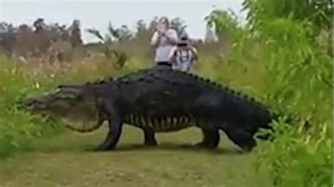 [B!] Massive Alligator Caught on Video Is Not a Hoax