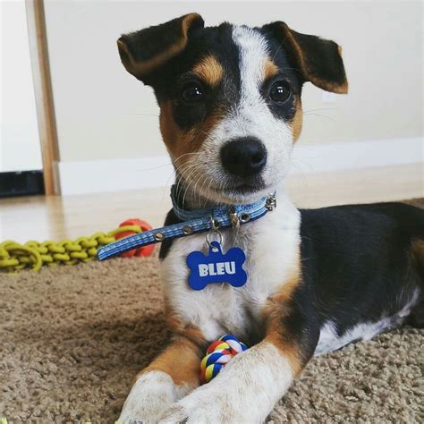 Fox Terrier And Blue Heeler Mix