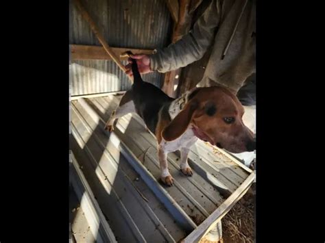 Female Beagle dog needs home in Bloomington - Puppies for Sale Near Me