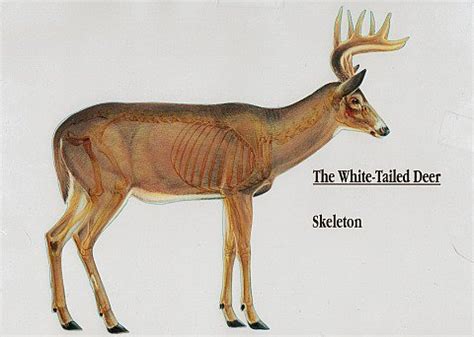 Anatomy of a Whitetail Deer