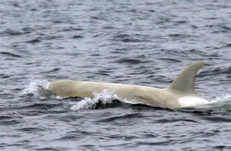 This orca family is lucky to be together and healthy in a perilous world. Orcas, Albino, Country ...