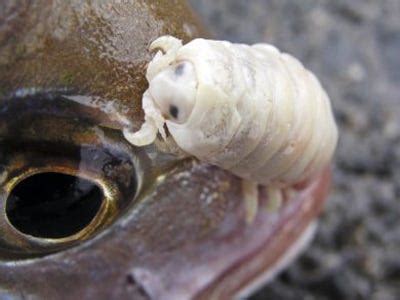 Scariest Parasites In The World - Business Insider