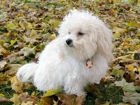 Top 5 Havanese Haircut Styles | The Dog People by Rover.com