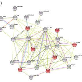 Protein-protein interaction network. The STRING database was searched ...