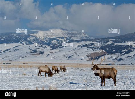 USA, Wyoming, Jackson Hole. National Elk Refuge in winter. Elk, (wild ...