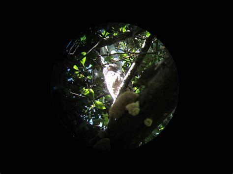 Manuel Antonio wildlife Costa Rica national park