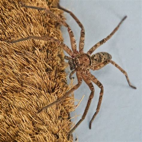 Can I Have a Huntsman Spider Pet? – VSCold – Learn to Care Cold Blooded Pets in One Place