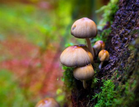 Here’s how magic mushrooms became hallucinogenic | BT