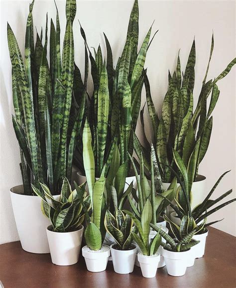 Snake Plants | Succulent City | Easy house plants, Low light house ...