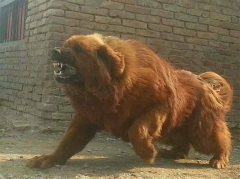 Northwestern Wolf v Tibetan Mastiff - Carnivora