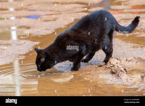 Cat drinking from a mud puddle hi-res stock photography and images - Alamy