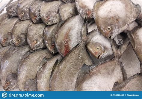 Various Types of Fish in the Fish Market are Displayed for Sale ...