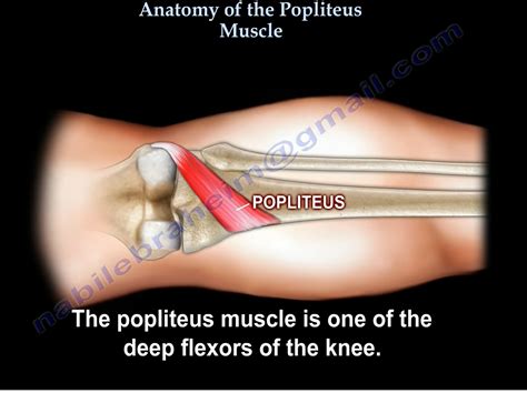 Popliteus Muscle — OrthopaedicPrinciples.com