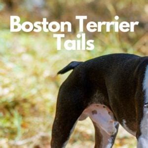 Boston Terrier Tail Guide: Types, Standard & Illustrations - Boston ...