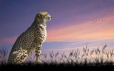 Cheetah Wallpapers HD - Wallpaper Cave