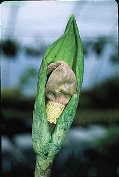 Yunnan Voodoo Lily for sale buy Amorphophallus yunnanensis Small Plants, Garden Turf, Dry Shade ...