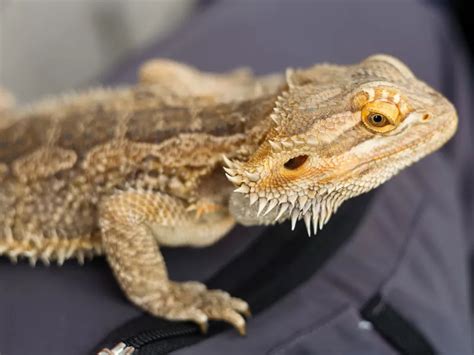 Secrets of the Australian Bearded Dragon Unveiled - VIVO Pets