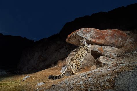 [最も好ましい] snow leopard on rock 217971-Snow leopard climbing rock ...