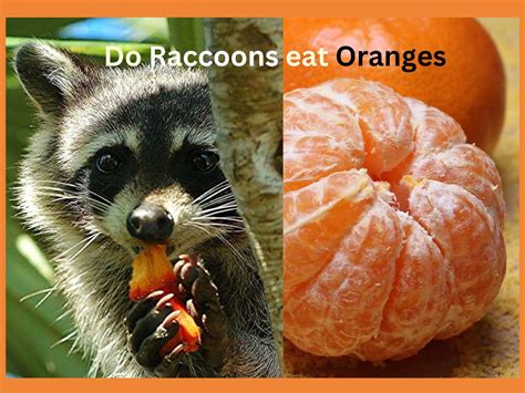 Do raccoons eat oranges?- Nutritious Diet