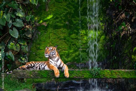 Bengal tiger resting Near the waterfall with green moss from inside the jungle zoo . Stock Photo ...