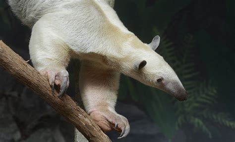 Southern tamandua | Smithsonian's National Zoo and Conservation Biology ...