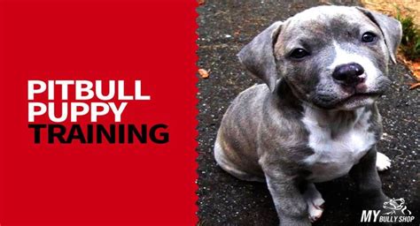 Pitbull Puppy Training In 7 Easy Steps