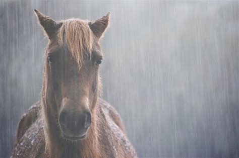 Horse in the Rain (original photo) | Horse in the Rain | Know Your Meme