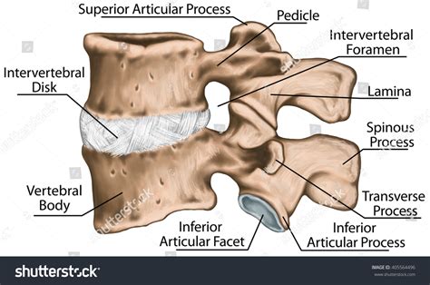 Lumbar Vertebrae Intervertebral Disc