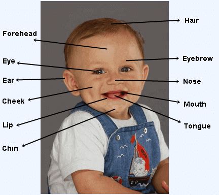 Body Parts / Face Parts in English