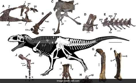 Meraxes Gigas: All You Need To Know About Huge Dinosaur With Tiny Arms Like T-Rex