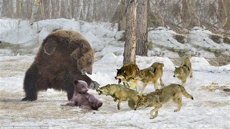 A Pack Of Wolves Attack A Bear Brutally | 1001 Animal - YouTube