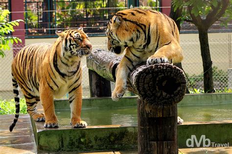 Tiger Kingdom, Chiang Mai, Thailand | Worldwide Destination Photography ...