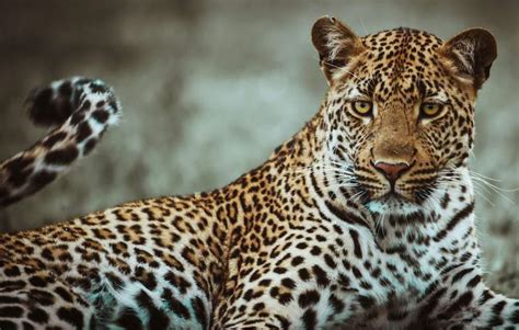 Facts About Leopards - Kruger National Park Leopard