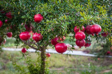 Pomegranate WonderFul Variety