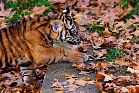 National Zoo Tiger Cubs Make Their Debut, Prove Two Is Cuter Than One ...