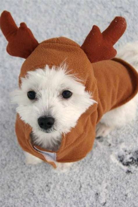 Dog Christmas costume | Christmas dog costume, Dog christmas clothes, Christmas dog outfits