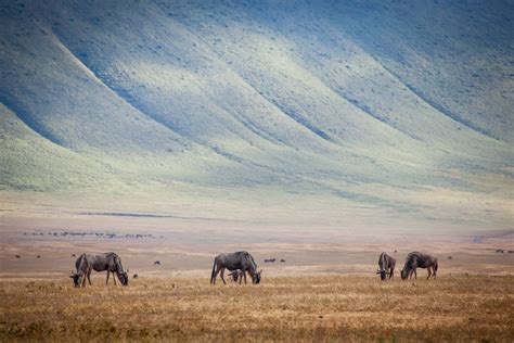 Ngorongoro Crater Entrance Fees 2021 | Entry Fees to Ngorongoro