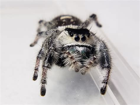 Apalachicola Regal Jumping Spider (Phidippus regius) - Available ...