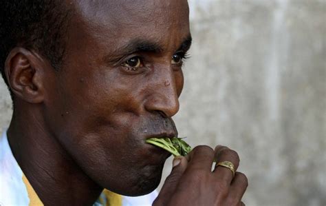 Natural Drug Khat Escapes UK Ban after Drugs Council Review | IBTimes UK