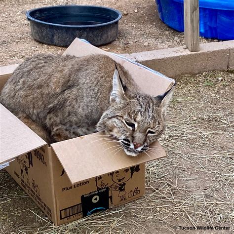 Patient of the Week, Education Corner: 11/10/23 - Tucson Wildlife Center