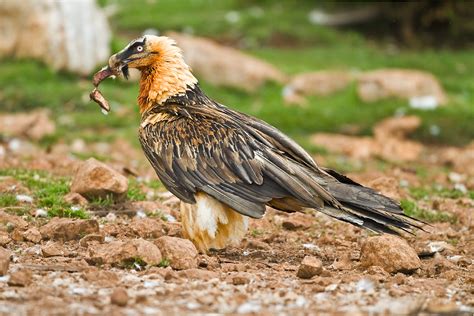 PETER'S PORTFOLIO..............Bird & Wildlife Photography: Lammergeier