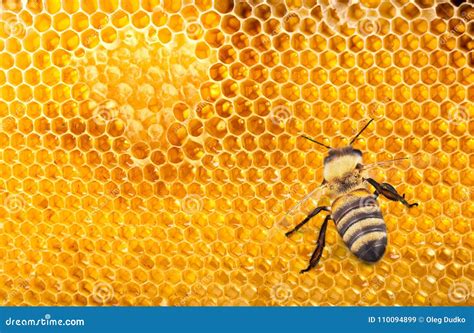 Honey Bee On Combs, Close-up View Stock Image - Image of wildlife ...