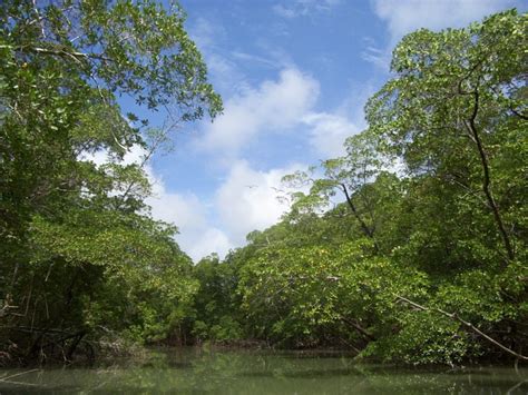 File:River in the Amazon rainforest.jpg - Wikipedia
