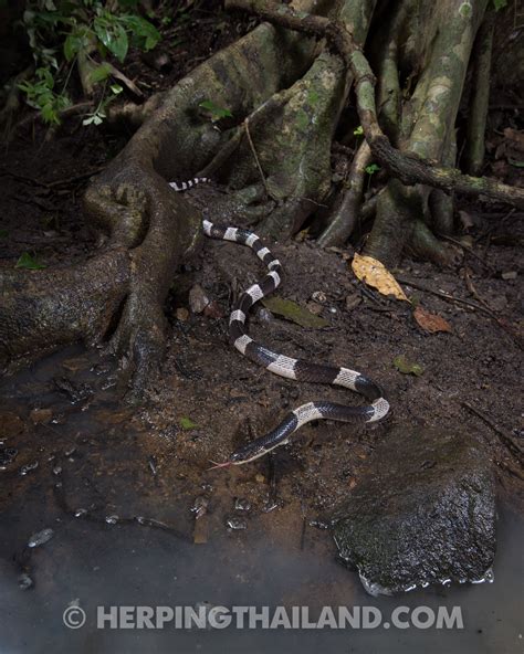 Bungarus candidus – Malayan Krait – HerpingThailand.com