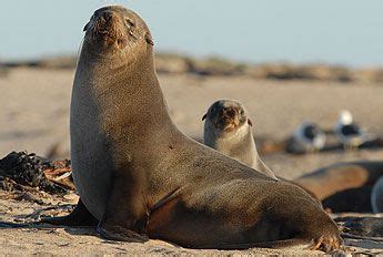 Cape fur seals studied | Fur seal, Leopard seal, Live animals