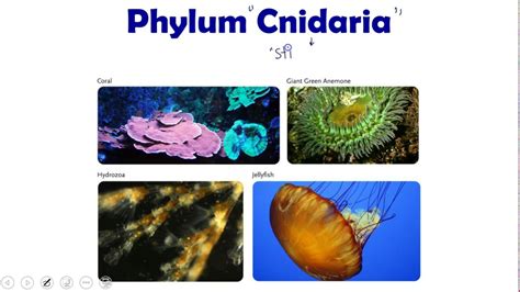 Invertebrate Biology: Cnidaria (jellyfish, anemones, corals, and more) - YouTube